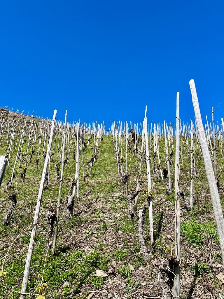 Vineyard Detail 1