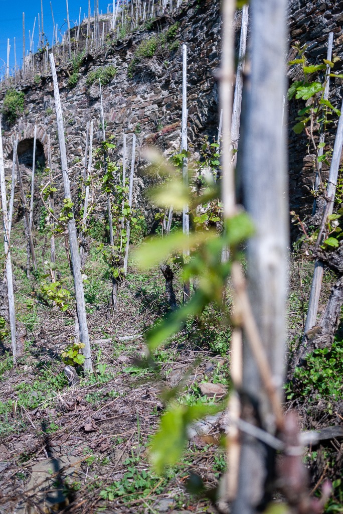 Slate Terraces in Winningen