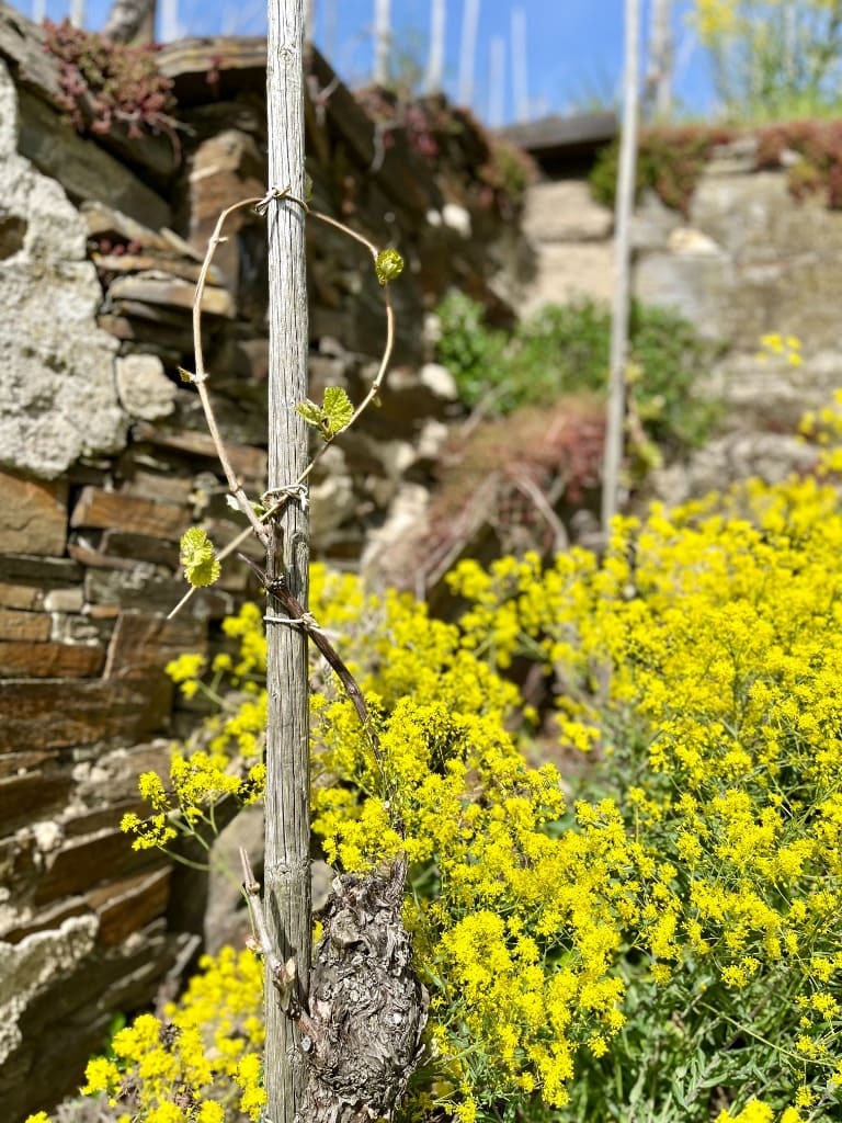 Vineyard Details in Winningen Hamm