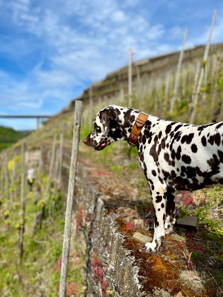 Vineyard Dog in Winningen