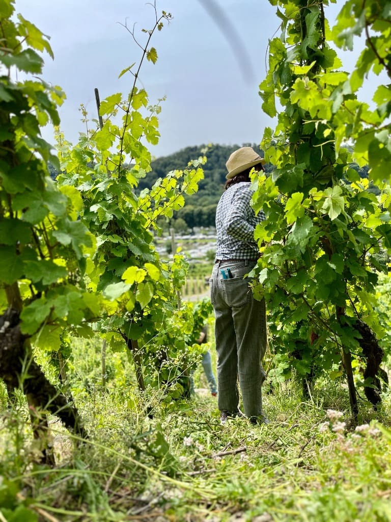 Old Vines (1971) in Winningen