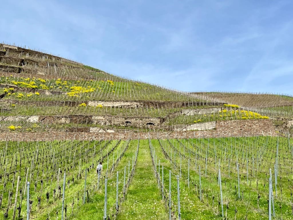 Winningen Vineyard Landscape