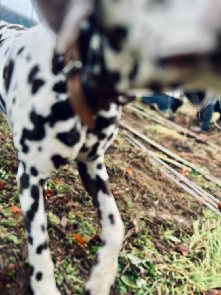Handarbeit im Weinberg